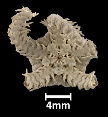 Media type: image;   Invertebrate Zoology OPH-2050 Aspect: ventral